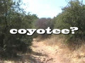 Coyotee!!