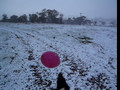 Dog plays with balloon in snow