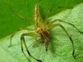Feeding Lyssomanes viridis (Araneae: Salticidae)