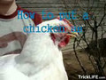 Sleeping chicken trick