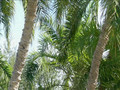 St.Petersburg Florida-St.Pete Beach:St.Pete Beach Travel Video PostCard