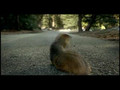 Super Bowl Commercial Squirrel vs Car -Scream- 2008