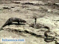 Mongoose Attacking an Asian Cobra