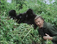 David face-to-face with mountain gorillas.avi