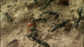 A war between ants and termites.avi