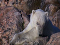 Polar bear challenges walruses.wmv