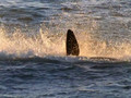 Killer whales playing with seals.wmv