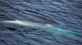 Blue whales.avi