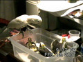 Kit feeding baby cockatiels