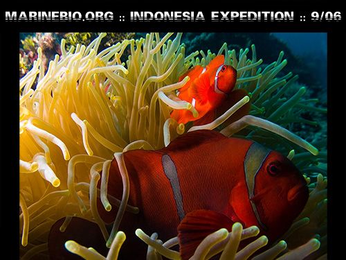 Indonesia Expedition :: MarineBio 9/06