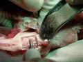 ULTRASONIC SURGERY - osteotomy performed on a rabbits head