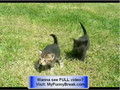 **Funny - How to Kill a Funny Cat  - Cats With Gun !!! **