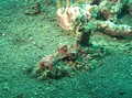 Scorpionfishes of Lembeh Strait, Sulawesi, Indonesia