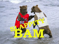 Slappity Bam - Clump 2