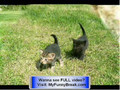 **Funny - How to Kill a Funny Cat  - Cats With Gun !!! **