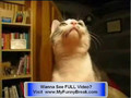 Extreme FUNNY - Talking Cat Videos - Talking Dogs