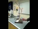 Anatomy Practical Review