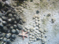 Finding Nemo Submarine Voyage Part 2