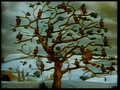 Color Classic No. 4: The Song of the Birds (1935)