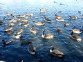 Ducks n geese