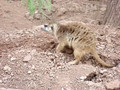 Meerkat at Phx Zoo