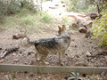 Mexican Grey Wolf at Phoenix Zoo