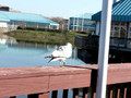 Seagulls in Nashville, TN