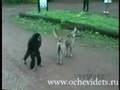 monkey teases dog