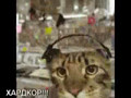 cat tunes