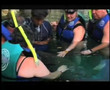 Sea Life Discovery Plus - Dolphin Discovery