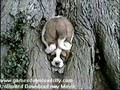 Crazy Dogies Funny videos