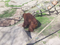 pouting orangutan 2