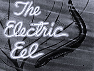 MIS: The Electric Eel