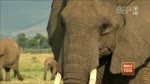 20 Wie versteckt sich ein Elefant?