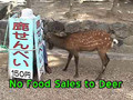 Spoiled Deer From Nara, Japan