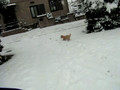 Maron played with me on snowly day.
