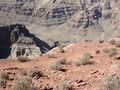 Grand Canyon Tour by DesertFox Tours Inc. #4