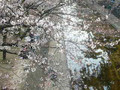 2008 Sakura (Cherry Blossoms) at Shukugawa River in Nishinomiya, Japan 