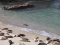 Seals at La Jolla Shores (II of II)
