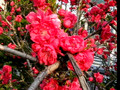 More flowering quince