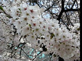 Cherry blossoms in Jinyeong-eup