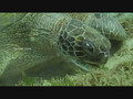Green sea turtel @ Red sea dive #192
