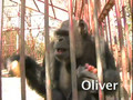 The Story of Oliver the "Humanzee"