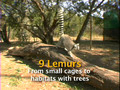 A New Home for the Lemurs