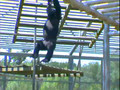 Air Force Space Program Chimpanzees 