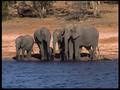 Grand safari en Afrique australe