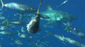 Shark Diving - Great White Sharks of Guadalupe Island, Mexico