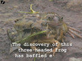 Three-Headed Frog