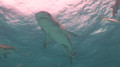 Shark Diving - Shark Wreck (Bahamas)