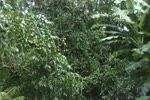 Dominica Deluge from back yard.MP4